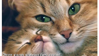 Смешные картинки про кошек и котят Выпуск №70  FUNNY CATS СМЕШНЫЕ КОШКИ