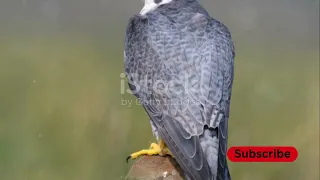 PEREGRINE FALCON a dive fighter  The FASTEST animal on the planet Fastest Animal