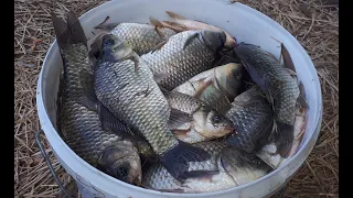 Бешеный клев КАРАСЯ. Рыбалка с ночевкой. Картошка с грибами в казане.