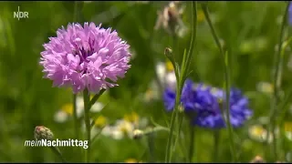 NDR Mein Nachmittag– Wildpflanzen im Beet säen