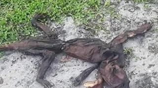 Mystery creature: What the h*** did this Florida woman find in her yard?