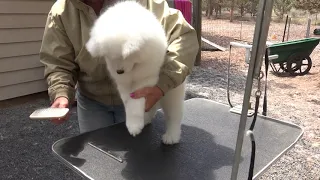 How to Groom a Samoyed - Presented by Polar Mist Samoyeds