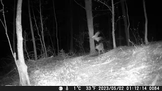 Owl strikes deer