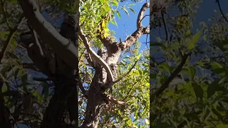 Tawny Frogmouths