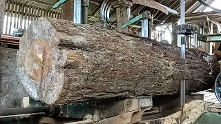 How to saw a pine trunk quickly