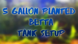 How to setup a 5 Gallon Planted Betta Tank Setup