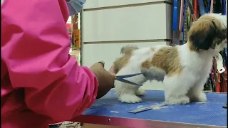 4 month old shih tzu getting his first summer cut | dog grooming in Nepal