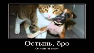 Очень прикольные димотиваторы 2012