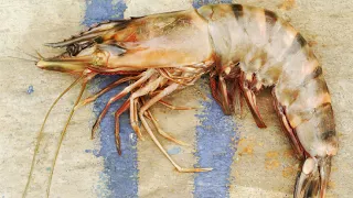 Did Canadian Fishermen Catch a 320-Pound Shrimp?