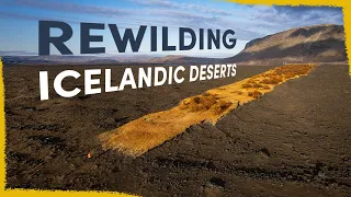 We’re Rewilding Iceland’s Deserts - here’s how