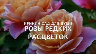 Rose//Розы редких расцветок