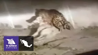 Video: de dónde salió el jaguar que mató a un perro en Jalisco