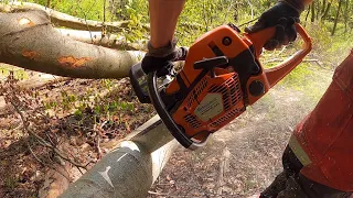 Buchen fällen mit Stihl MS 241 & Husqvarna 545 | Lipper Agrarvideos