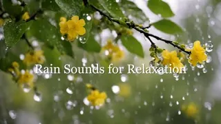 Ambient Sounds for Relaxation |  Ambient Music and Rain Sounds for Stress Relief and Relaxation 🌧️