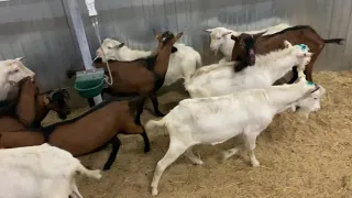Альпийские и зааненские козы из Австрии в Кировской области