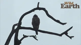 WildEarth - Sunrise - 19 December 2021