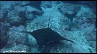 Isla del Coco Riquezas Submarinas, Documental Teletica