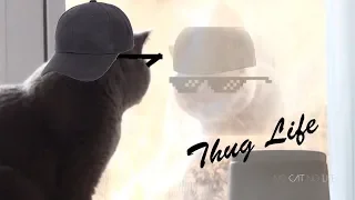 Thug Life Cats Compilation