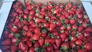 Цены сегодня рынок Великие Копани Херсонская область 18 апреля Клубника 🍓 500-550р.