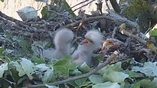 Common Buzzards (Tiszalök, Hungary) | Home alone baby buzzard bonking each other | May 4, 2024