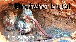 BURUNG BRUTAL PASTINYA BURUNG TENGKEK