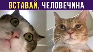 Приколы с котами. КОТЫ БУДЯТ ХОЗЯИНА | Мемозг #176