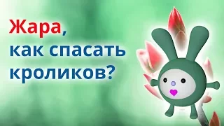 Как спасти кроликов от жары