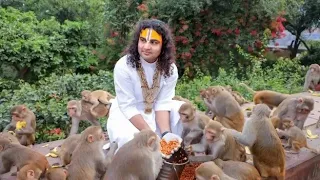 Monkeys Feeding वानर भोज बन्दर राजा  #shorts #monkey #monkeybaby #monkeys #funny #enjoy #wildlife