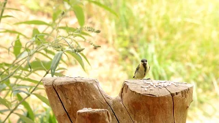 Chaffinch, Great Tit and Blue Tit