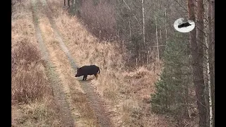 Hunting in December 2020 - wild boars and fallow deers - Chasse au sanglier -