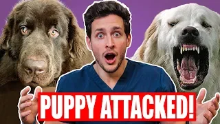 My Puppy Got ATTACKED! | Best Way To Break Up a Dog Fight