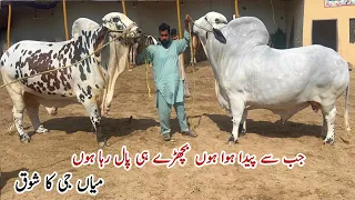 Mian Cattle Farm Bulls Collection Qurbani2024 #bakra_mandi #cattlefarm #cow  #cattlemarket #business