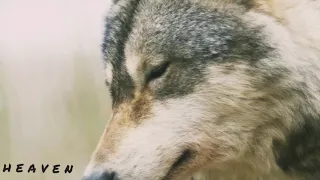 valley of  the wolves | Awesome animal