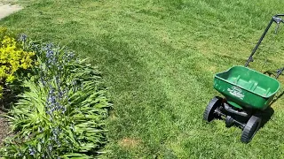 Perfect lawn tips for beginner's