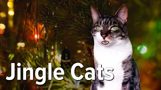 Jingle Cats 2023 | Happy Jingle Jam!