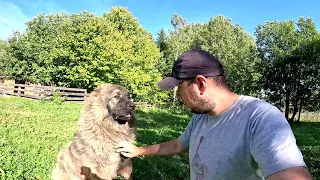 ХУТОР ТЕПЕРЬ ПОД ОХРАНОЙ ! КОГО ПОЙМАЛА ЛОВУШКА В ПРУДУ ? ВОЗИМ ПЕСОК ! КУПИЛ ХУТОР В ЛЕСУ №110