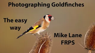 Photographing Goldfinches; the easy way
