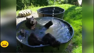 Смешные Медведи Новое Видео 2020 || Funny Bears New Videos 2020