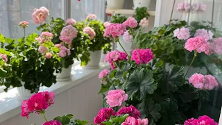 17.06.23 г Новости с моего балкона, что цветёт и радует. Пеларгонии.