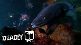 Feeding time for a huge conger eel | Deadly 60 | BBC Earth Kids