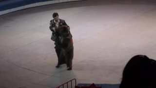 Цирк Никулина в Хабаровске - Медведи