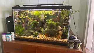 My 29 gallon zero maintenance no water changes overstocked tank