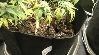 AK Kush Kalashnikov Seeds Cannabis Indoor grow  Technaflora