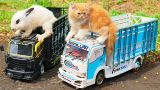 Cerita Truk Oleng New Tawakal Muat Kucing Sama Kelinci, Kucing nya Nakal