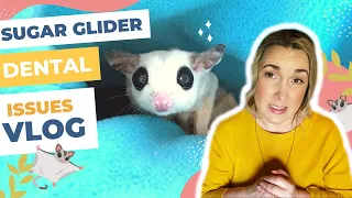 Some THINGS Happened | Sugar Glider Diaries Vlog