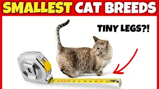 Top 10 Smallest Domestic Cat Breeds (#1 is RARE)