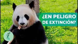 ¡TODO sobre el OSO PANDA!🐼(Características, Hábitat, Alimentación y Comportamiento del Oso Panda)