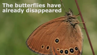 The butterflies that disappeared
