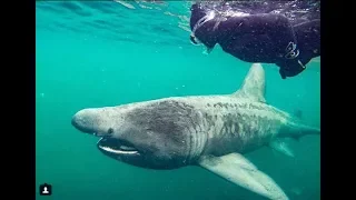 Swimming with Basking Sharks!