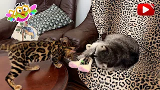 Marcel the raccoon was happy that Leopold the Hare's cat let him play